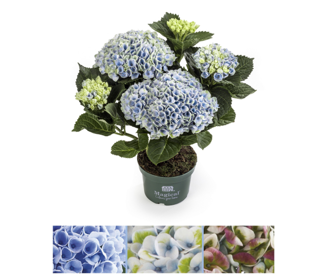 Magical Hydrangea - Hortensia Revolution bleu et changement de couleurs