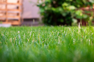 Semer la pelouse au printemps : un démarrage rapide mais fragile
