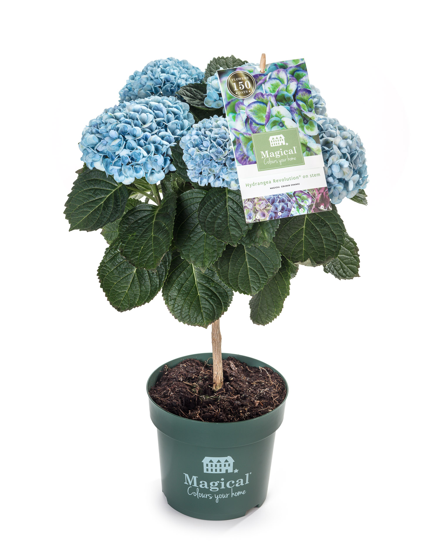 Les nouveaux hortensias Magical Colours retenus par M6 pour la prochaine saison...