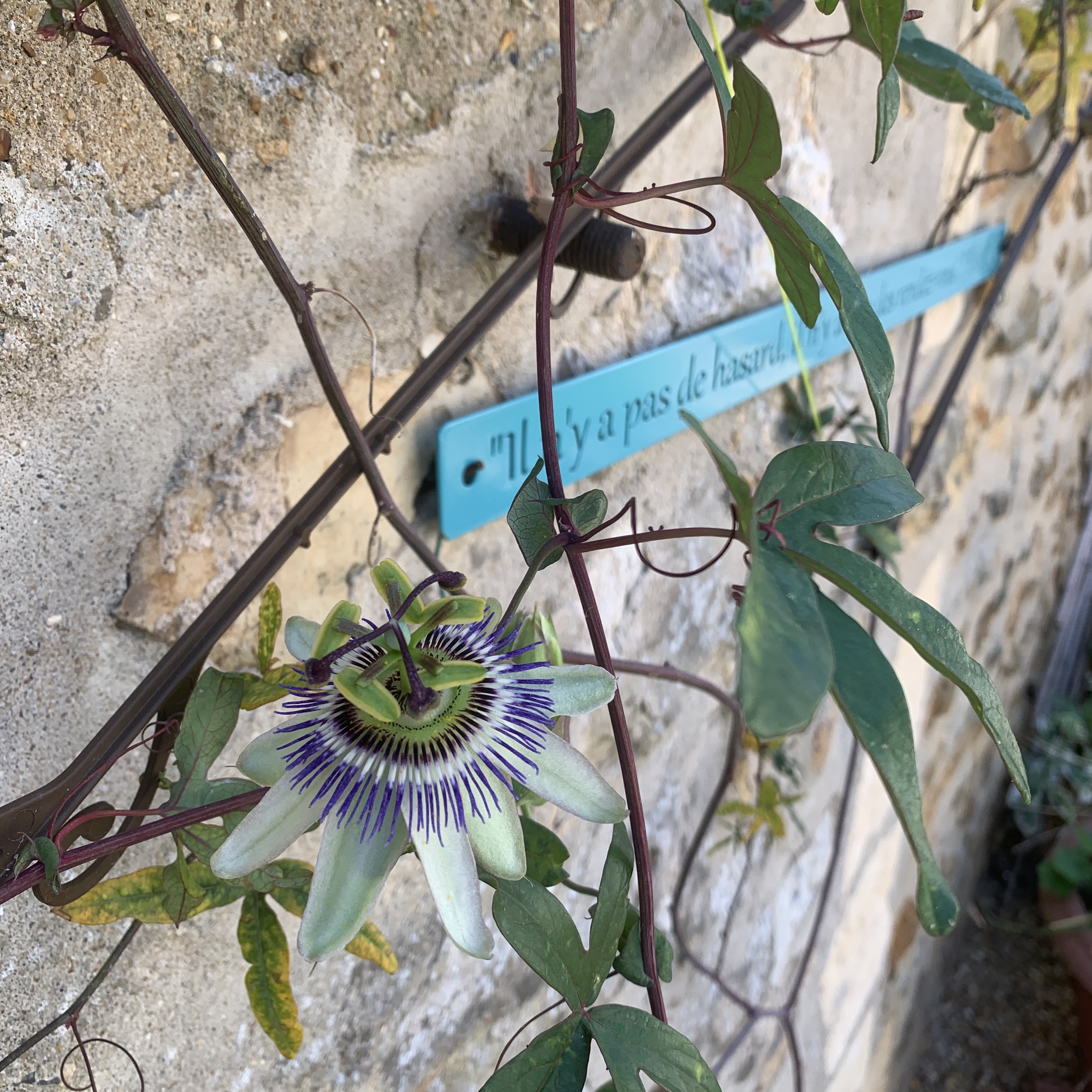 Salon / Foire des plantes