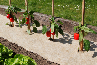 NORTENE - Jardin potager - Salle de presse - Amsterdam Communication