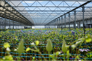 JAVOY PLANTES - Plantes - Végétaux - Salle de presse - Amsterdam Communication