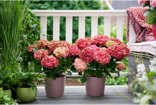 MAGICAL HYDRANGEA - Poteries, jardinières - Salle de presse - Amsterdam Communication