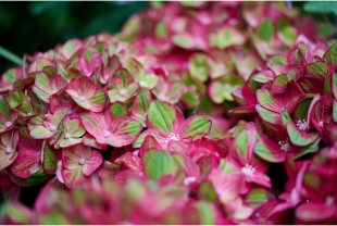 MAGICAL HYDRANGEA - Poteries, jardinières - Salle de presse - Amsterdam Communication