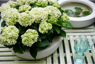 MAGICAL HYDRANGEA - Poteries, jardinières - Salle de presse - Amsterdam Communication