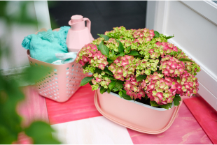 MAGICAL HYDRANGEA - Poteries, jardinières - Salle de presse - Amsterdam Communication