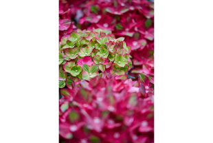 MAGICAL HYDRANGEA - Poteries, jardinières - Salle de presse - Amsterdam Communication