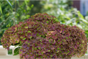 MAGICAL HYDRANGEA - Poteries, jardinières - Salle de presse - Amsterdam Communication