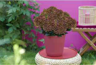 MAGICAL HYDRANGEA - Poteries, jardinières - Salle de presse - Amsterdam Communication