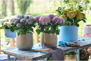 MAGICAL HYDRANGEA - Poteries, jardinières - Salle de presse - Amsterdam Communication