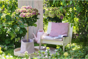 MAGICAL HYDRANGEA - Poteries, jardinières - Salle de presse - Amsterdam Communication