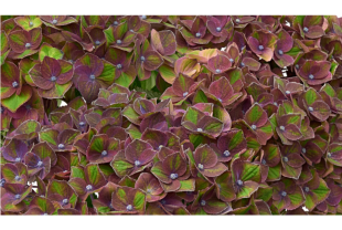 MAGICAL HYDRANGEA - Poteries, jardinières - Salle de presse - Amsterdam Communication