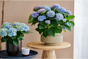 MAGICAL HYDRANGEA - Plantes - Végétaux - Salle de presse - Amsterdam Communication