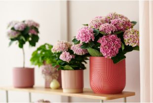 MAGICAL HYDRANGEA - Plantes - Végétaux - Salle de presse - Amsterdam Communication