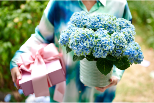 MAGICAL HYDRANGEA - Plantes - Végétaux - Salle de presse - Amsterdam Communication