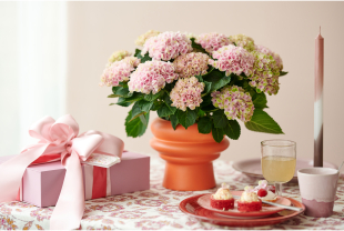 MAGICAL HYDRANGEA - Plantes - Végétaux - Salle de presse - Amsterdam Communication