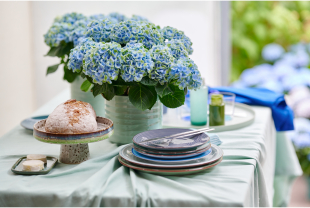 MAGICAL HYDRANGEA - Plantes - Végétaux - Salle de presse - Amsterdam Communication