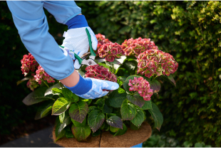 MAGICAL HYDRANGEA - Terrasse et balcon - Salle de presse - Amsterdam Communication