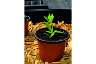 NORTENE - Semences - Salle de presse - Amsterdam Communication