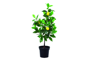 NORTENE - Décoration - Salle de presse - Amsterdam Communication