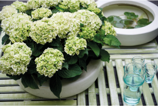 MAGICAL HYDRANGEA - Terrasse et balcon - Salle de presse - Amsterdam Communication