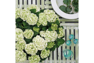 MAGICAL HYDRANGEA - Terrasse et balcon - Salle de presse - Amsterdam Communication