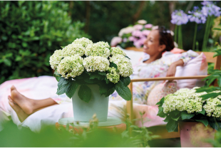 MAGICAL HYDRANGEA - Terrasse et balcon - Salle de presse - Amsterdam Communication