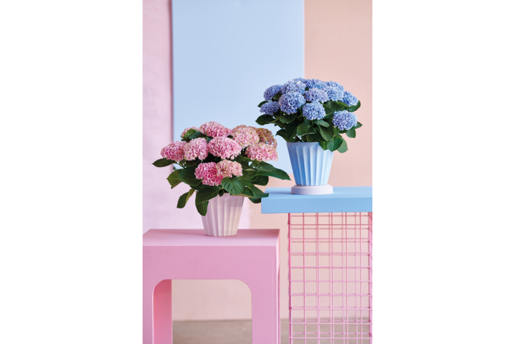 MAGICAL HYDRANGEA - Terrasse et balcon - Salle de presse - Amsterdam Communication