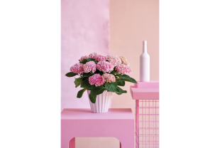 MAGICAL HYDRANGEA - Terrasse et balcon - Salle de presse - Amsterdam Communication