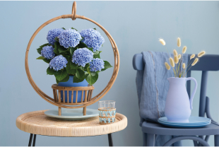 MAGICAL HYDRANGEA - Terrasse et balcon - Salle de presse - Amsterdam Communication