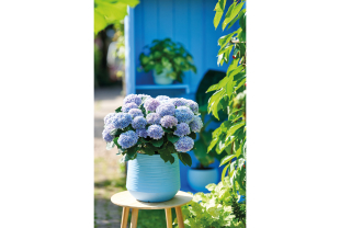 MAGICAL HYDRANGEA - Terrasse et balcon - Salle de presse - Amsterdam Communication