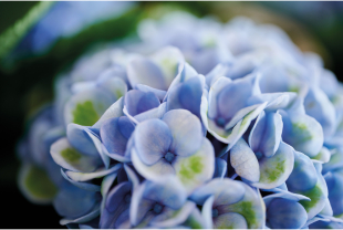 MAGICAL HYDRANGEA - Terrasse et balcon - Salle de presse - Amsterdam Communication