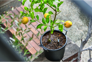 JdC Garden Trends - Forçage des végétaux - Salle de presse - Amsterdam Communication