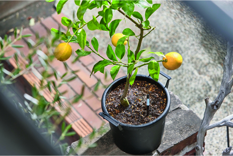 JdC Garden Trends - Forçage des végétaux - Salle de presse - Amsterdam Communication