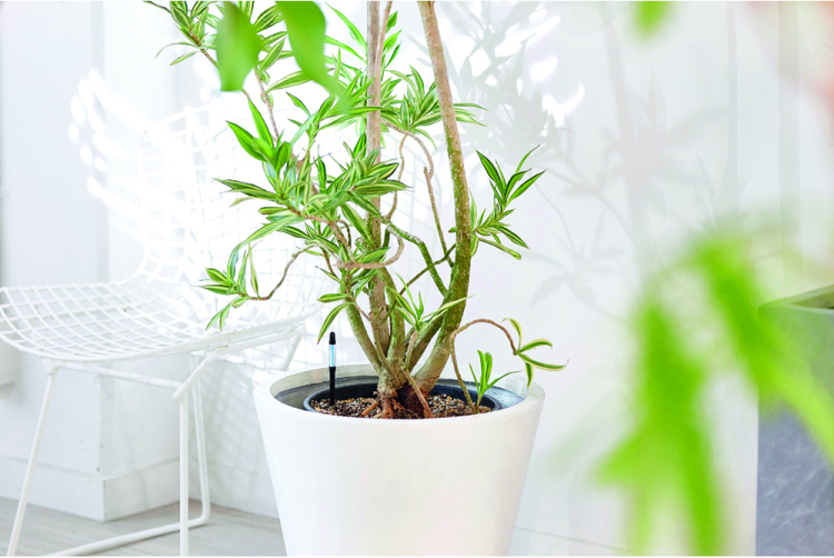 JdC Garden Trends - Forçage des végétaux - Salle de presse - Amsterdam Communication