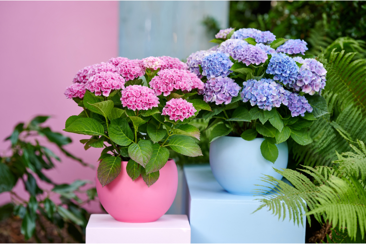 MAGICAL HYDRANGEA - Terrasse et balcon - Salle de presse - Amsterdam Communication