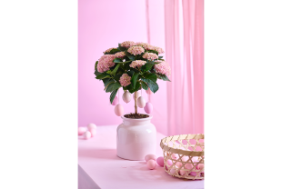 MAGICAL HYDRANGEA - Terrasse et balcon - Salle de presse - Amsterdam Communication