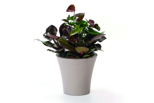 JdC Garden Trends - Décoration du jardin d'agrément - Salle de presse - Amsterdam Communication