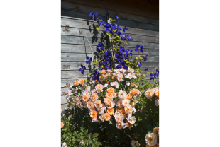 DANIEL MOQUET - Plantes - Végétaux - Salle de presse - Amsterdam Communication