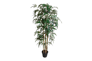 NORTENE - Plantes - Végétaux - Salle de presse - Amsterdam Communication