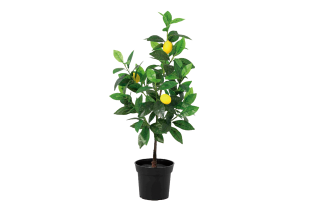 NORTENE - Plantes - Végétaux - Salle de presse - Amsterdam Communication