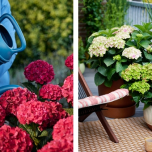 Hortensia d'extérieur