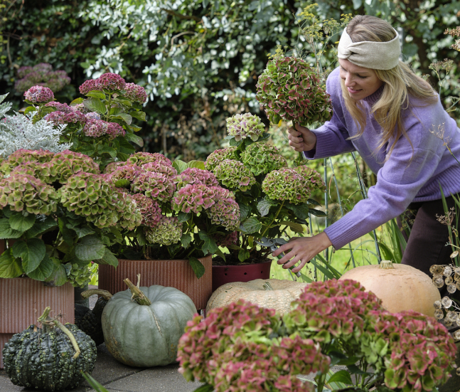 Magical Hydrangea - fleurs coupées d'automne