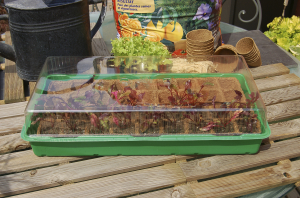 Semis tardifs : définition, avantages et limites