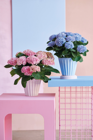 Quelle variété d’hortensia choisir pour l’intérieur ?