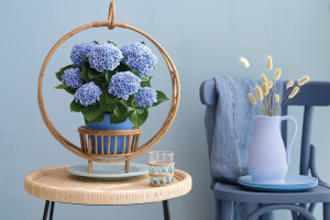 Quel emplacement convient à un hortensia en appartement ?