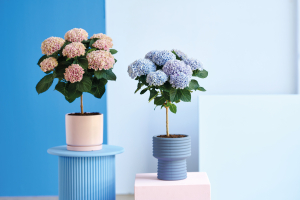 Faut-il choisir selon la couleur des fleurs ?