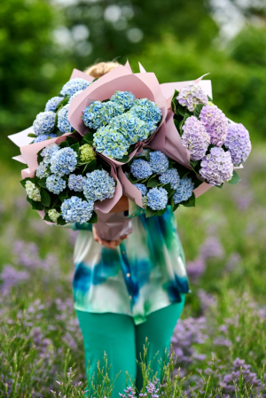Hortensia en pot ou bouquet : que faut-il comparer ?