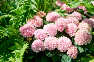 Quand planter les hortensias en extérieur ?
