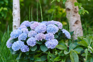 Comment faire durer les hortensias dans le temps ?